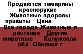 Продаются тамарины краснорукие . Животные здоровы привиты › Цена ­ 85 000 - Все города Животные и растения » Другие животные   . Калужская обл.,Обнинск г.